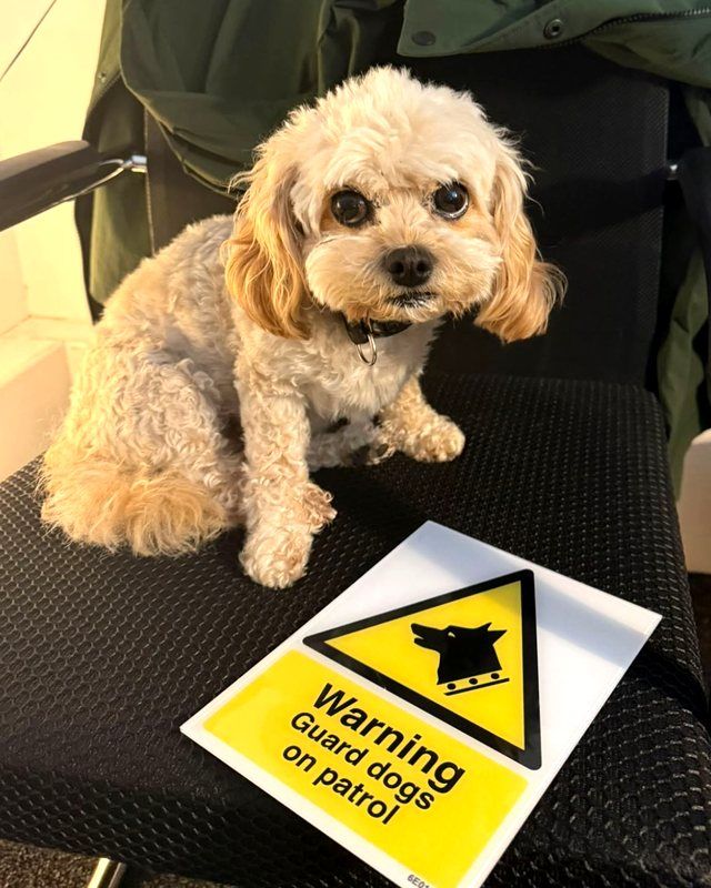 Blossom, the Energy Giants office dog, beside a Warning: guard dogs on patrol sign